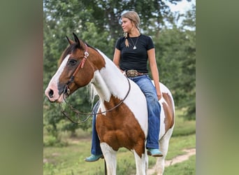 Mustang (americano), Castrone, 12 Anni, 152 cm, Pezzato