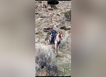 Mustang (americano), Castrone, 12 Anni, 152 cm, Sauro scuro