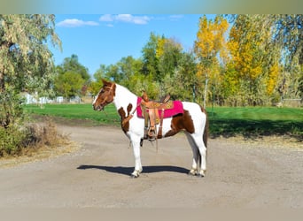 Mustang (americano), Castrone, 12 Anni, 152 cm, Sauro scuro