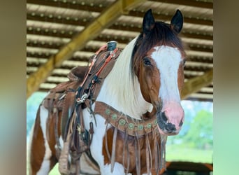 Mustang (americano), Castrone, 12 Anni, 152 cm, Tobiano-tutti i colori