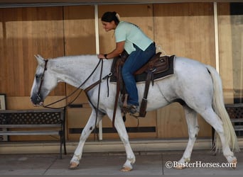 Mustang (americano), Castrone, 14 Anni, Grigio