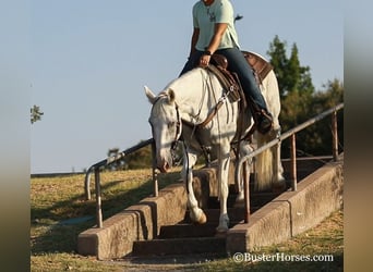 Mustang (americano), Castrone, 14 Anni, Grigio