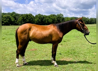 Mustang (americano), Castrone, 2 Anni, 142 cm