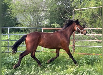Mustang (americano), Castrone, 2 Anni, 145 cm, Baio