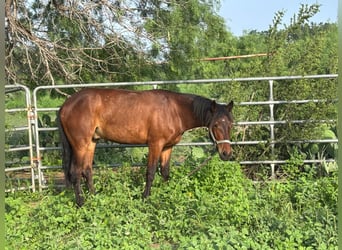Mustang (americano), Castrone, 2 Anni, 145 cm, Baio