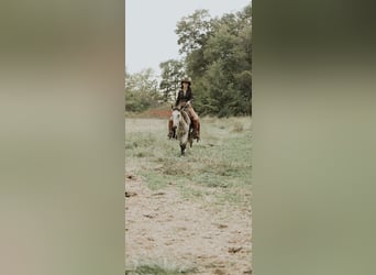Mustang (americano), Castrone, 3 Anni, 137 cm, Pelle di daino