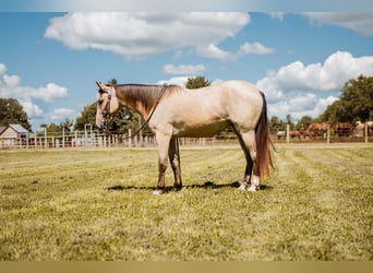 Mustang (americano), Castrone, 3 Anni, 137 cm, Pelle di daino