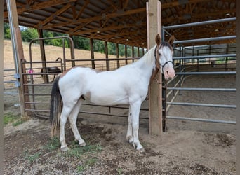Mustang (americano), Castrone, 3 Anni, Pezzato