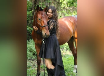 Mustang (americano), Castrone, 4 Anni, 142 cm, Baio ciliegia