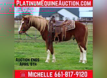 Mustang (americano), Castrone, 4 Anni, 142 cm, Sauro scuro