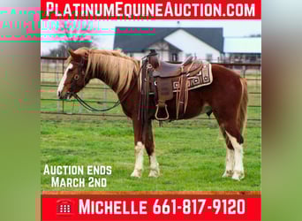 Mustang (americano), Castrone, 4 Anni, 142 cm, Sauro scuro