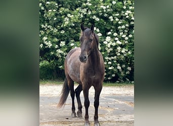 Mustang (americano), Castrone, 4 Anni, 145 cm