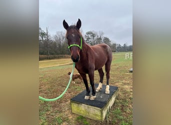 Mustang (americano), Castrone, 4 Anni, 147 cm, Baio