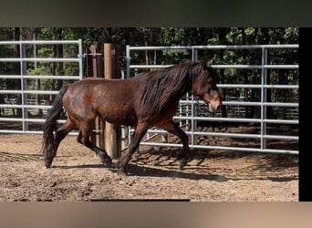 Mustang (americano), Castrone, 4 Anni, 150 cm, Baio