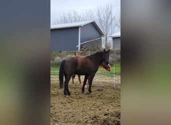 Mustang (americano), Castrone, 4 Anni, 157 cm, Morello