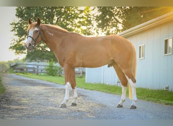 Mustang (americano), Castrone, 4 Anni, Sauro ciliegia