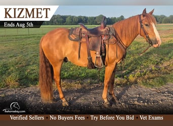 Mustang (americano), Castrone, 5 Anni, 142 cm, Sauro ciliegia