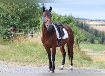 Mustang (americano), Castrone, 5 Anni, 147 cm, Baio