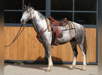 Mustang (americano), Castrone, 5 Anni, 150 cm, Pezzato