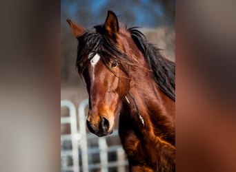 Mustang (americano), Castrone, 5 Anni, 151 cm, Baio