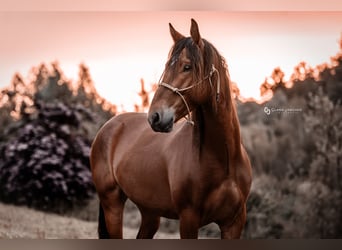 Mustang (americano), Castrone, 5 Anni, 151 cm, Baio