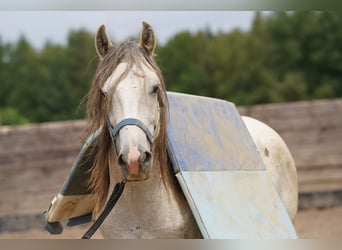 Mustang (americano), Castrone, 6 Anni, 144 cm, Grigio