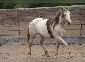 Mustang (americano), Castrone, 6 Anni, 144 cm, Grigio