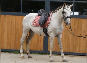 Mustang (americano), Castrone, 6 Anni, 144 cm, Grigio