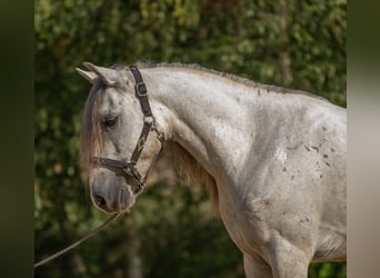 Mustang (americano), Castrone, 6 Anni, 144 cm, Grigio