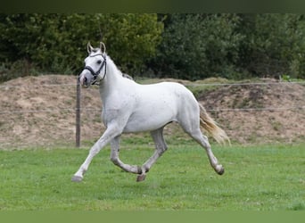 Mustang (americano), Castrone, 6 Anni, 144 cm, Grigio