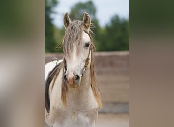 Mustang (americano), Castrone, 6 Anni, 144 cm, Grigio