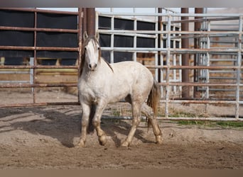 Mustang (americano), Castrone, 6 Anni, 144 cm, Grigio