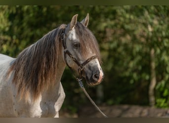 Mustang (americano), Castrone, 6 Anni, 144 cm, Grigio