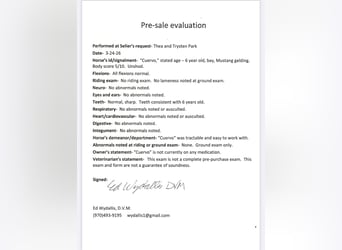 Mustang (americano), Castrone, 6 Anni, 145 cm, Baio ciliegia