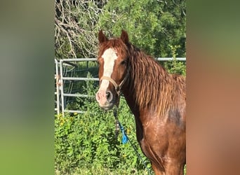 Mustang (americano), Castrone, 6 Anni, 147 cm, Sauro