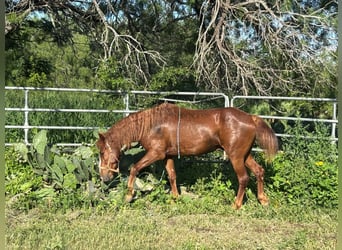 Mustang (americano), Castrone, 6 Anni, 147 cm, Sauro
