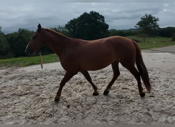Mustang (americano), Castrone, 7 Anni, 144 cm, Sauro