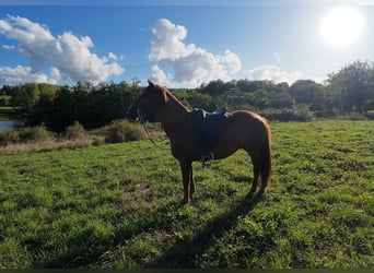 Mustang (americano), Castrone, 7 Anni, 144 cm, Sauro