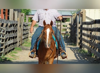 Mustang (americano), Castrone, 7 Anni, 145 cm, Sauro ciliegia