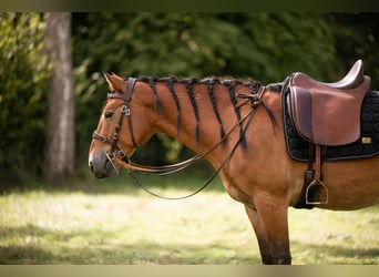 Mustang (americano), Castrone, 7 Anni, 147 cm, Baio
