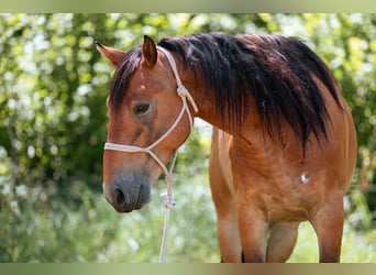 Mustang (americano), Castrone, 7 Anni, 147 cm, Baio