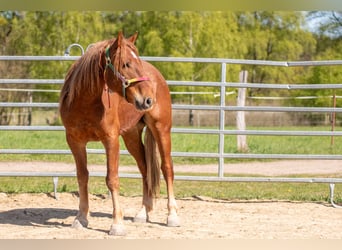 Mustang (americano), Castrone, 7 Anni, 147 cm, Sauro