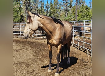 Mustang (americano), Castrone, 7 Anni, 150 cm, Pelle di daino