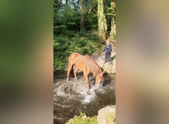 Mustang (americano), Castrone, 7 Anni, 152 cm, Sauro