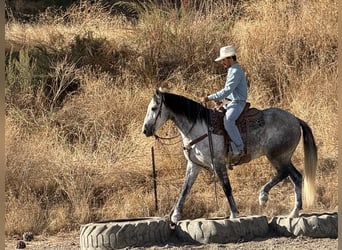 Mustang (americano), Castrone, 7 Anni, 163 cm, Grigio pezzato