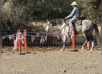 Mustang (americano), Castrone, 7 Anni, 163 cm, Grigio pezzato