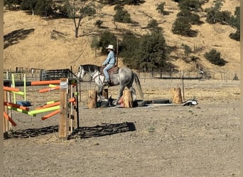 Mustang (americano), Castrone, 7 Anni, 163 cm, Grigio pezzato