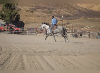 Mustang (americano), Castrone, 7 Anni, 163 cm, Grigio pezzato