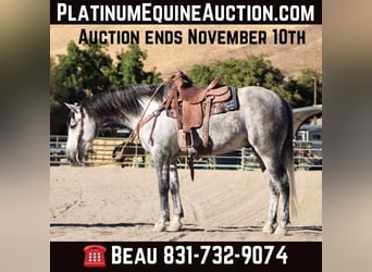 Mustang (americano), Castrone, 7 Anni, 163 cm, Grigio pezzato