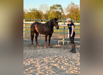 Mustang (americano), Castrone, 8 Anni, 147 cm, Sauro scuro